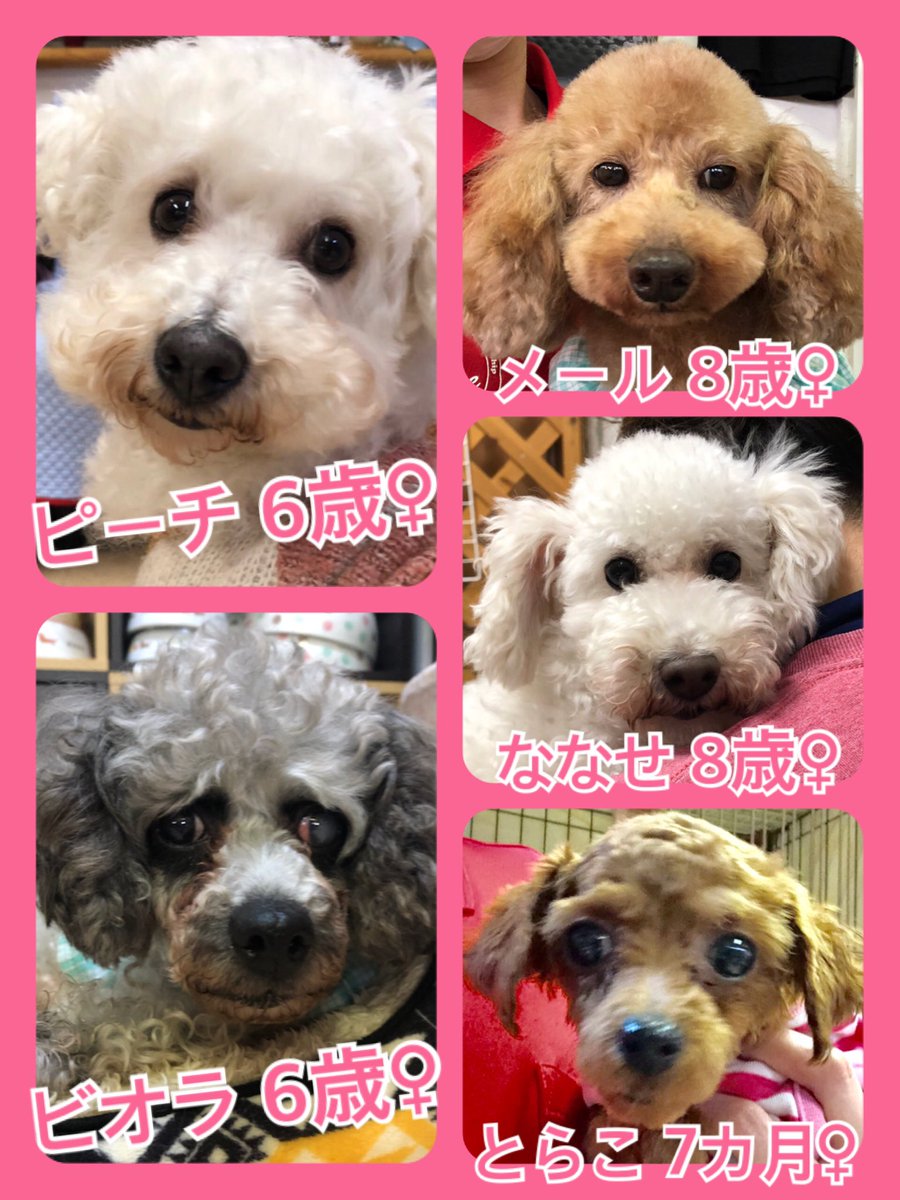 🐾今日の里親様募集中ワンコ🐶メンバーです🐾2020,4,21